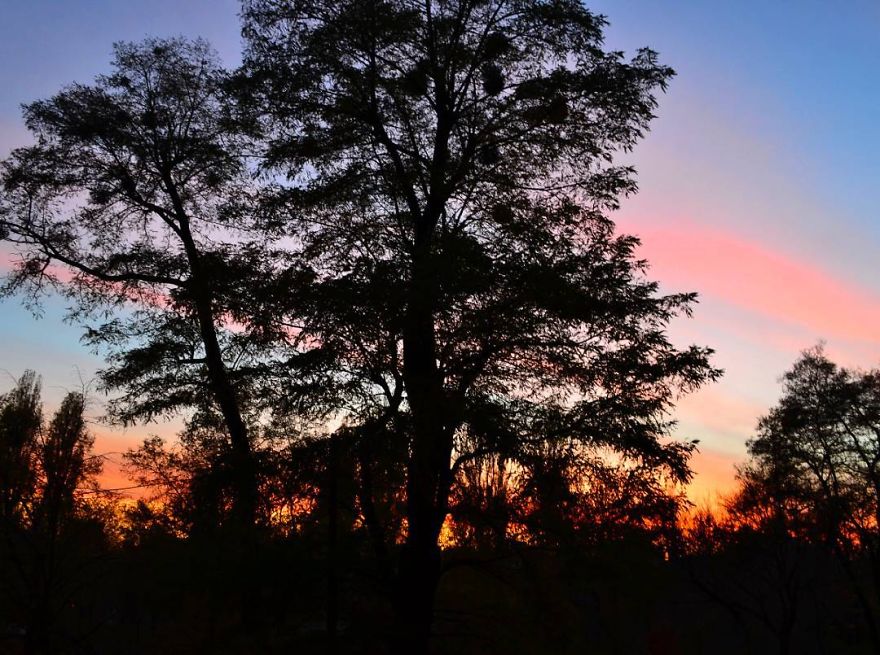Every Day Is Oh So Different - And My Incredibly Beautiful Tree Can Prove It