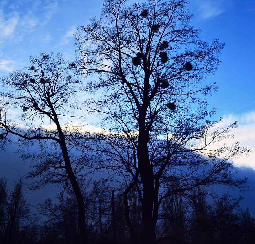 Every Day Is Oh So Different - And My Incredibly Beautiful Tree Can Prove It Every Day Is Oh So Different - And My Incredibly Beautiful Tree Can Prove It