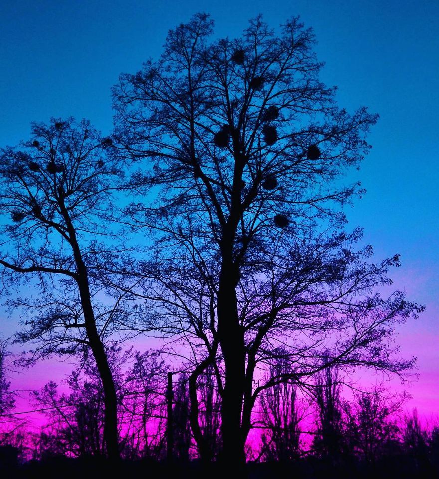 Every Day Is Oh So Different - And My Incredibly Beautiful Tree Can Prove It