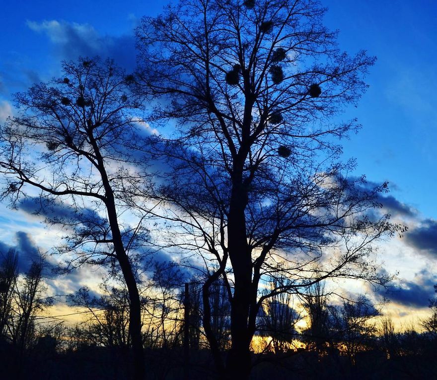 Every Day Is Oh So Different - And My Incredibly Beautiful Tree Can Prove It Every Day Is Oh So Different - And My Incredibly Beautiful Tree Can Prove It