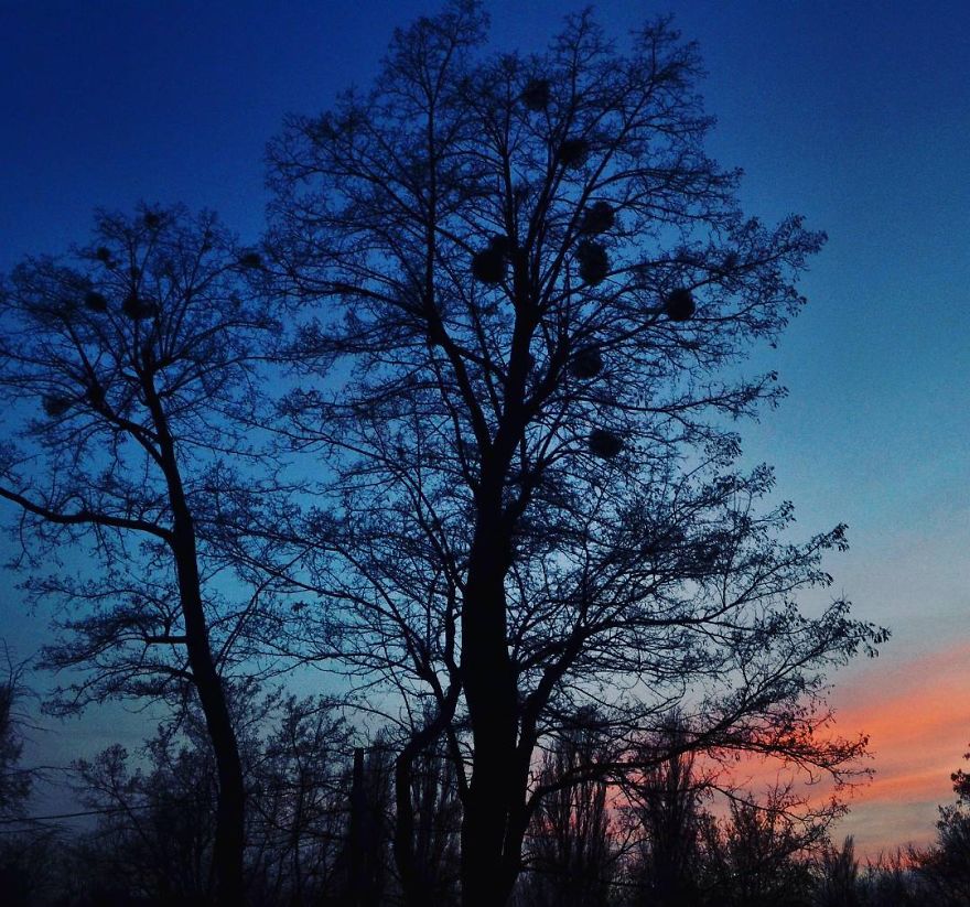 Every Day Is Oh So Different - And My Incredibly Beautiful Tree Can Prove It