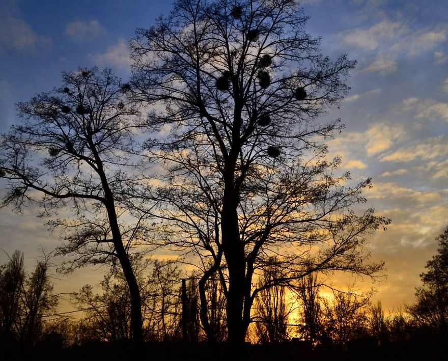 Every Day Is Oh So Different - And My Incredibly Beautiful Tree Can Prove It