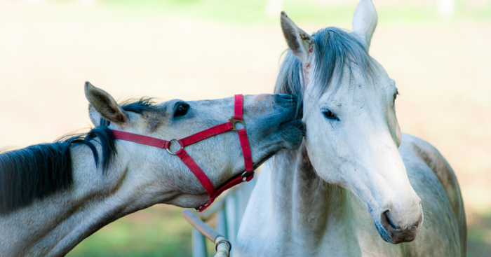 I Photograph Horses Showing Their Mutual Bond