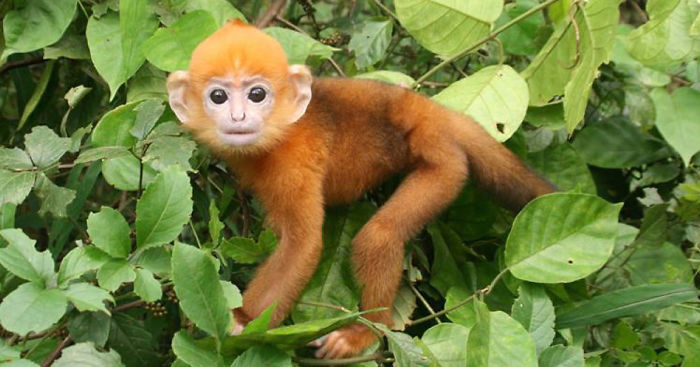 I Took Photos Of Gorgeous Baby Primates To Spread The Word About Their Endangerment