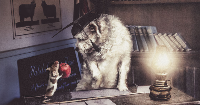 I Create Surreal Photos Of My Pets Using Photoshop