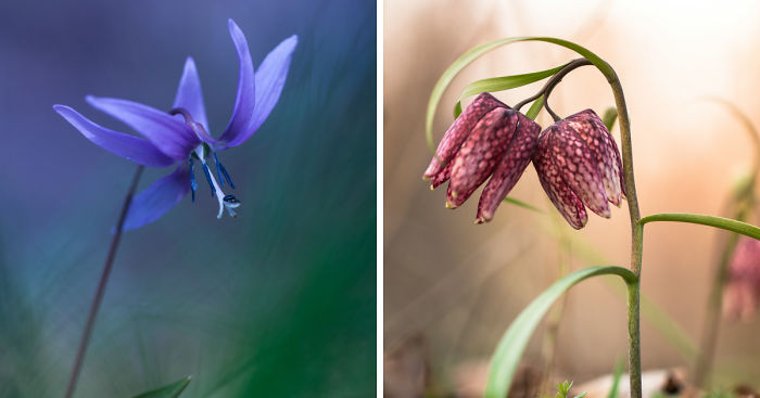 I Drove Thousands Of Kilometres To Photograph These Rare Spring Flowers