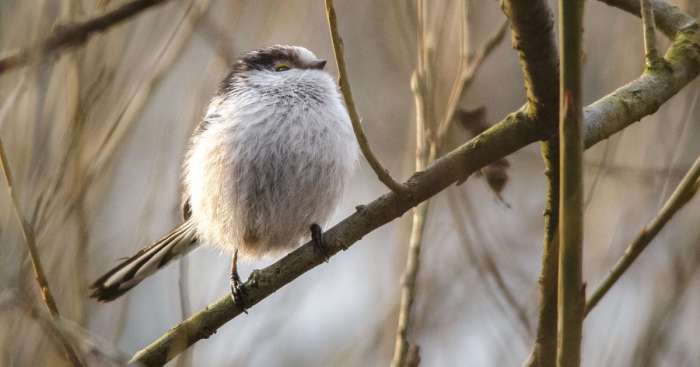 I’ve Been Photographing Different Bird Species For 5 Years