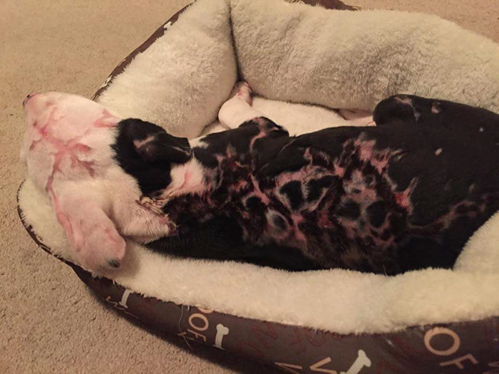 firefighter-dog-burn-victim-mascot-jake-william-lindler-2 firefighter-dog-burn-victim-mascot-jake-william-lindler-2