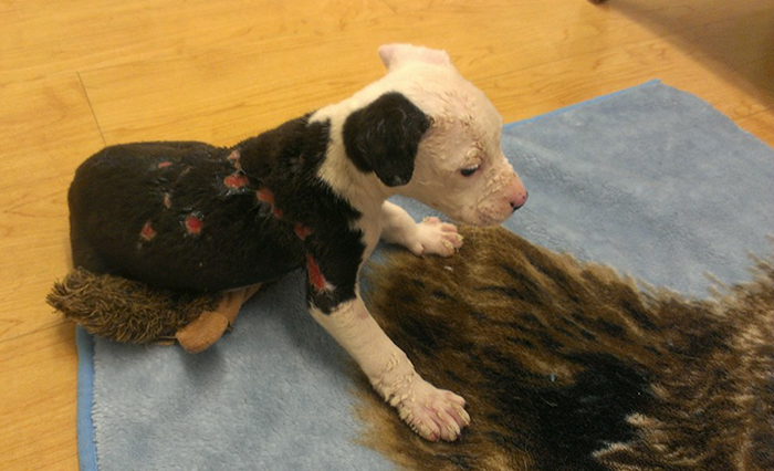 firefighter-dog-burn-victim-mascot-jake-william-lindler-33 firefighter-dog-burn-victim-mascot-jake-william-lindler-33