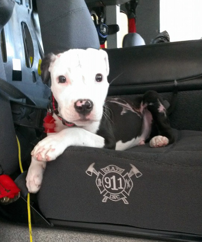 firefighter-dog-burn-victim-mascot-jake-william-lindler-40 firefighter-dog-burn-victim-mascot-jake-william-lindler-40