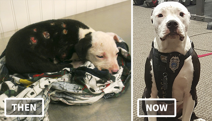 A Puppy Saved From A Fire Becomes A Firefighter