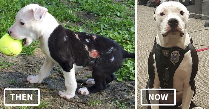 A Puppy Saved From A Fire Becomes A Firefighter