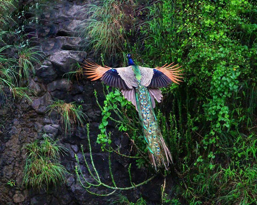 flying-peacock-1 flying-peacock-1