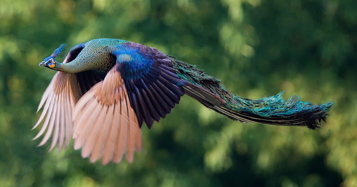 How Peacocks Look In Mid-Flight (9 Pics)