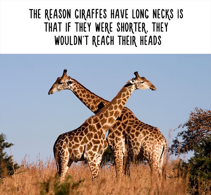 Funny Animal Facts