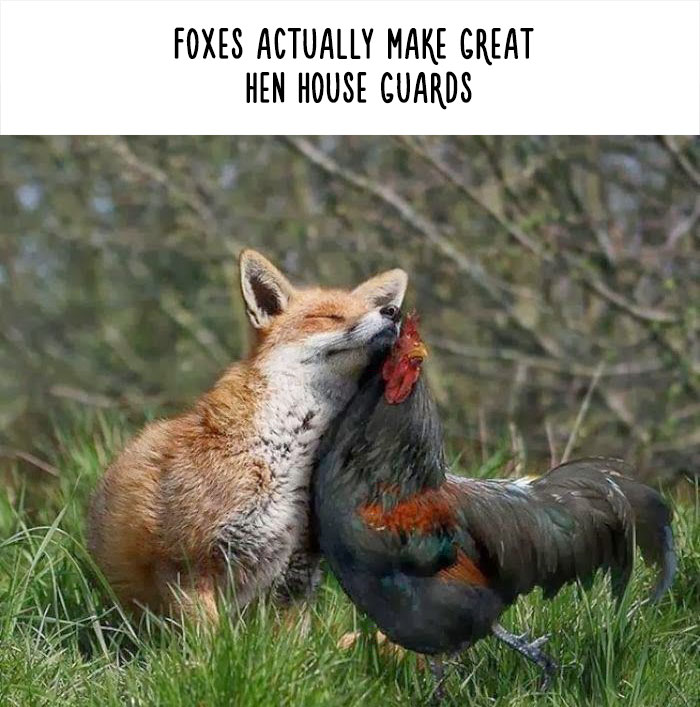 Funny Animal Facts