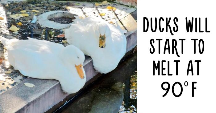 54 Amazing Animal Facts You Didn’t Know