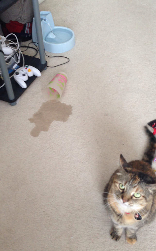 I Bought My Cat A $40 Water Fountain And She Chose To Spill My Drink And Lick It Off The Carpet