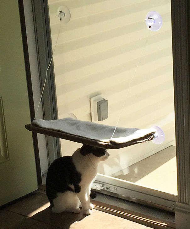 That's It... I'm Done.. I Am Done Buying Things For My Cat