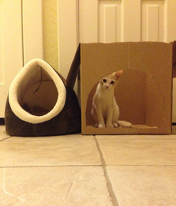 I Will Never Understand Cat Logic