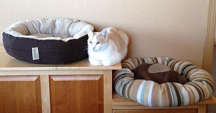 50 Pics Of Cats Using Your Carefully Chosen Gifts