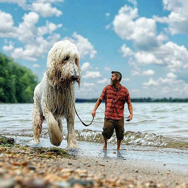giant-dog-photoshop-adventures-juji-christopher-cline-83 giant-dog-photoshop-adventures-juji-christopher-cline-83