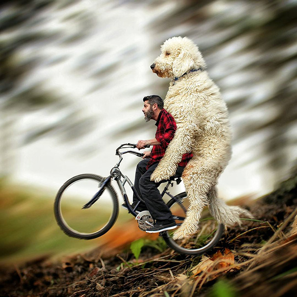 giant-dog-photoshop-adventures-juji-christopher-cline-86 giant-dog-photoshop-adventures-juji-christopher-cline-86