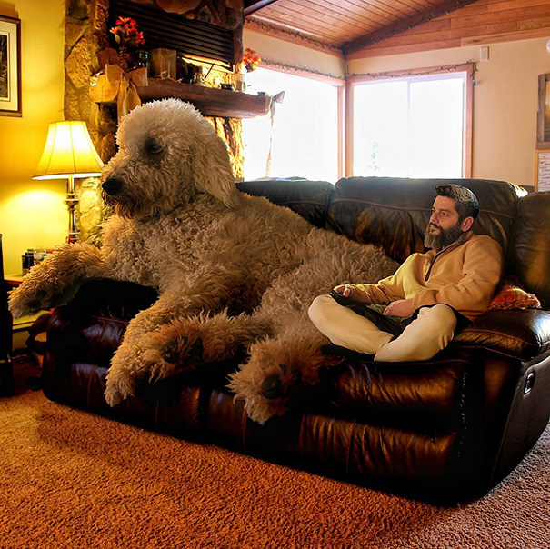 giant-dog-photoshop-adventures-juji-christopher-cline-87 giant-dog-photoshop-adventures-juji-christopher-cline-87