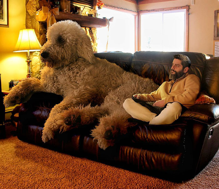 Photographer Photoshops His Dog Into A Giant