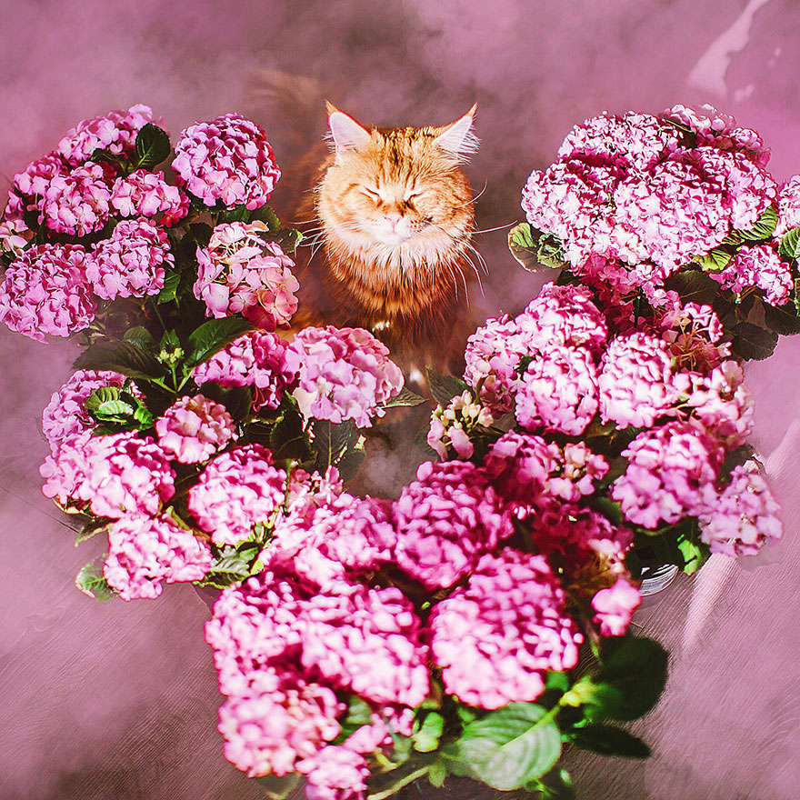 ginger-cat-photography-kotleta-cutlet-kristina-makeeva-hobopeeba-16 ginger-cat-photography-kotleta-cutlet-kristina-makeeva-hobopeeba-16