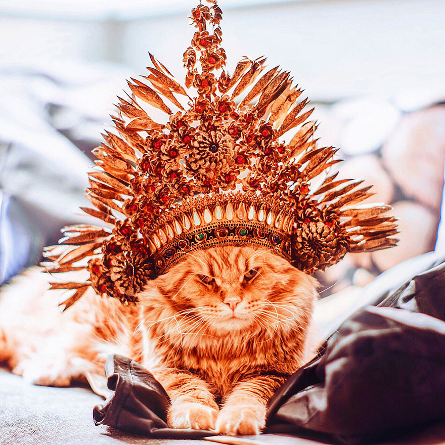 ginger-cat-photography-kotleta-cutlet-kristina-makeeva-hobopeeba-17 ginger-cat-photography-kotleta-cutlet-kristina-makeeva-hobopeeba-17