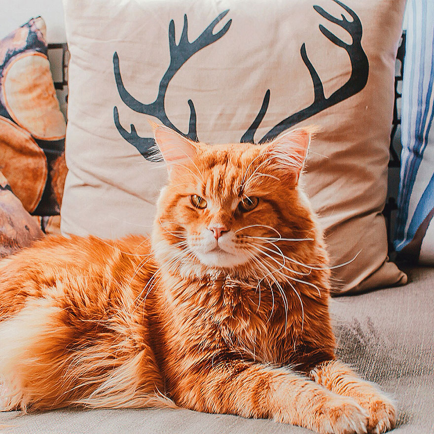 ginger-cat-photography-kotleta-cutlet-kristina-makeeva-hobopeeba-19 ginger-cat-photography-kotleta-cutlet-kristina-makeeva-hobopeeba-19