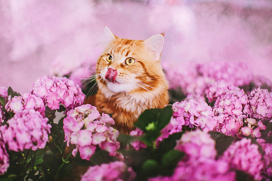 ginger-cat-photography-kotleta-cutlet-kristina-makeeva-hobopeeba-29 ginger-cat-photography-kotleta-cutlet-kristina-makeeva-hobopeeba-29
