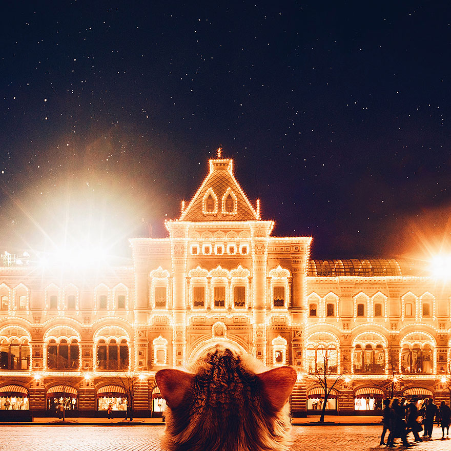 ginger-cat-photography-kotleta-cutlet-kristina-makeeva-hobopeeba-42 ginger-cat-photography-kotleta-cutlet-kristina-makeeva-hobopeeba-42