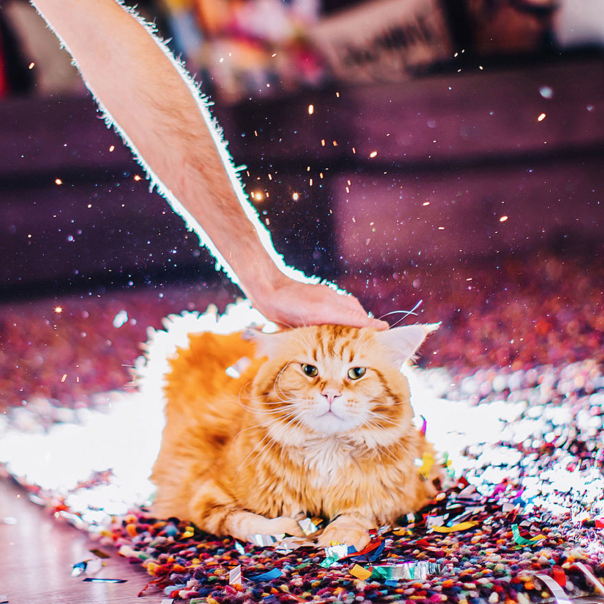 ginger-cat-photography-kotleta-cutlet-kristina-makeeva-hobopeeba-46 ginger-cat-photography-kotleta-cutlet-kristina-makeeva-hobopeeba-46