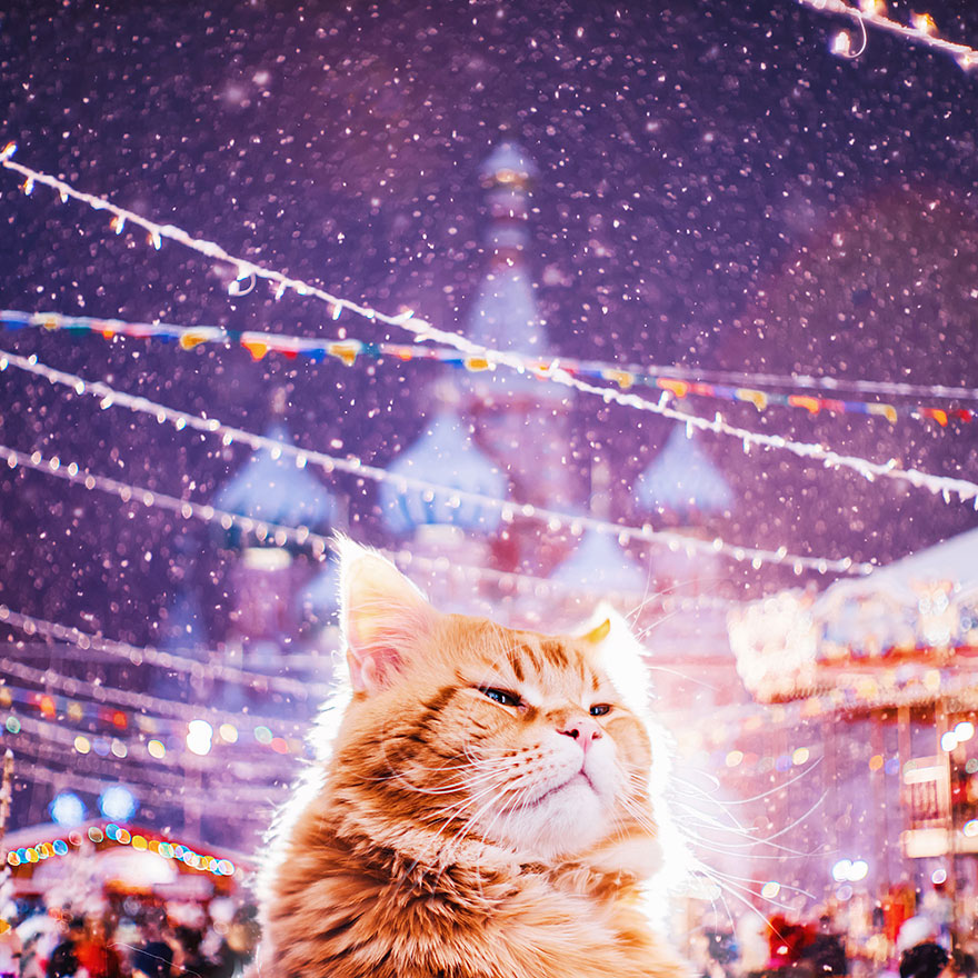 ginger-cat-photography-kotleta-cutlet-kristina-makeeva-hobopeeba-48 ginger-cat-photography-kotleta-cutlet-kristina-makeeva-hobopeeba-48