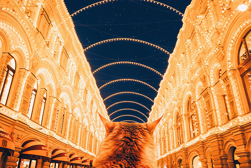 ginger-cat-photography-kotleta-cutlet-kristina-makeeva-hobopeeba-49 ginger-cat-photography-kotleta-cutlet-kristina-makeeva-hobopeeba-49