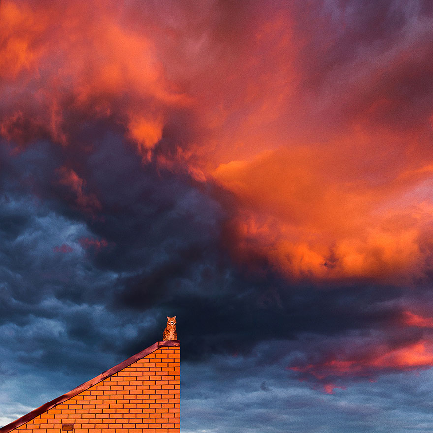 ginger-cat-photography-kotleta-cutlet-kristina-makeeva-hobopeeba-5 ginger-cat-photography-kotleta-cutlet-kristina-makeeva-hobopeeba-5