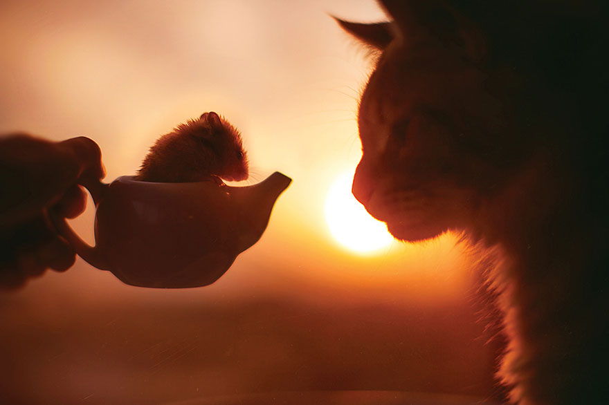 ginger-cat-photography-kotleta-cutlet-kristina-makeeva-hobopeeba-50 ginger-cat-photography-kotleta-cutlet-kristina-makeeva-hobopeeba-50