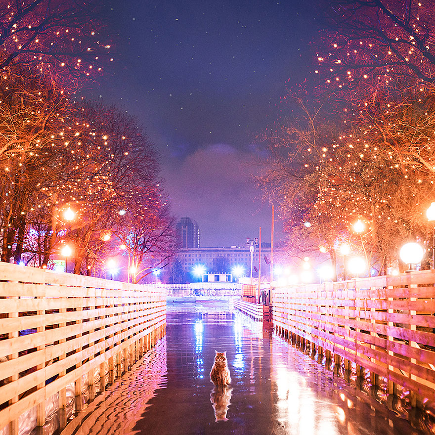 ginger-cat-photography-kotleta-cutlet-kristina-makeeva-hobopeeba-53 ginger-cat-photography-kotleta-cutlet-kristina-makeeva-hobopeeba-53