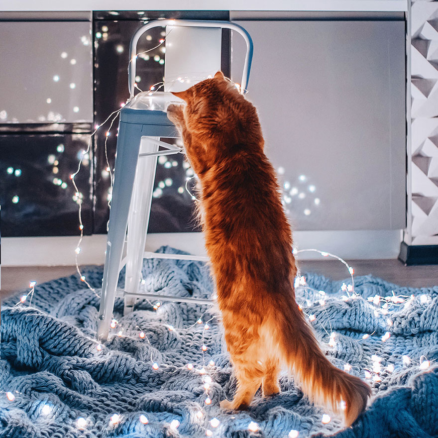 ginger-cat-photography-kotleta-cutlet-kristina-makeeva-hobopeeba-54 ginger-cat-photography-kotleta-cutlet-kristina-makeeva-hobopeeba-54