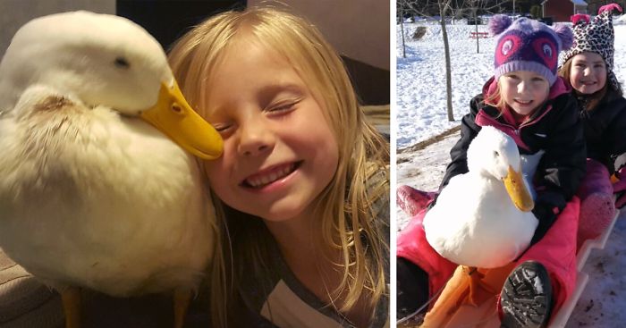 5-Year-Old Girl Has A Duck Best Friend Who Follows Her Everywhere And Thinks She’s His Mom