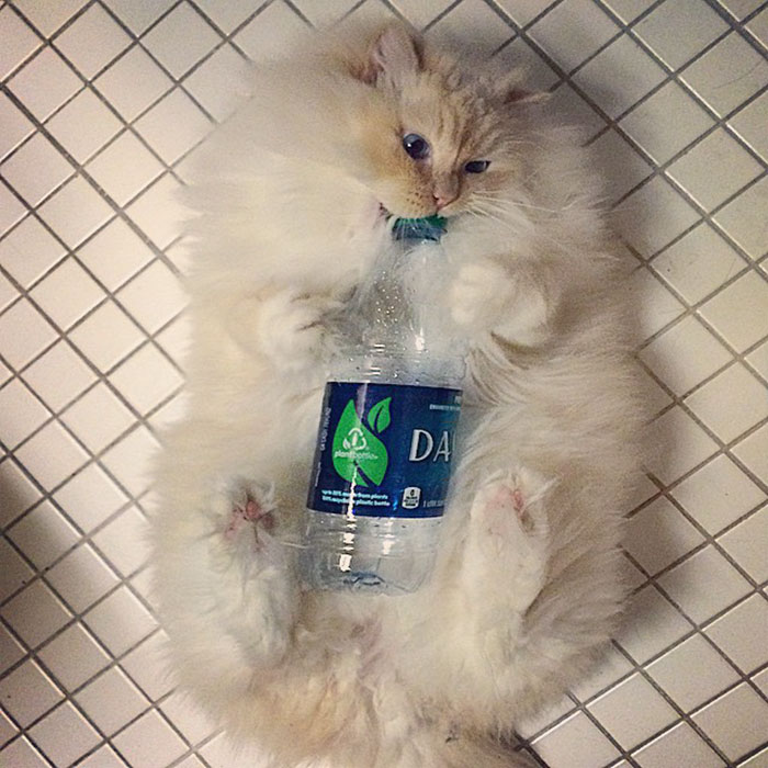 hairy-fluffy-cat-sky-the-ragdoll-1 hairy-fluffy-cat-sky-the-ragdoll-1