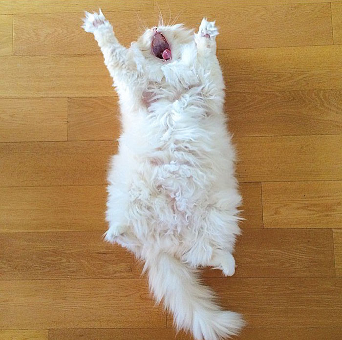 hairy-fluffy-cat-sky-the-ragdoll-27 hairy-fluffy-cat-sky-the-ragdoll-27