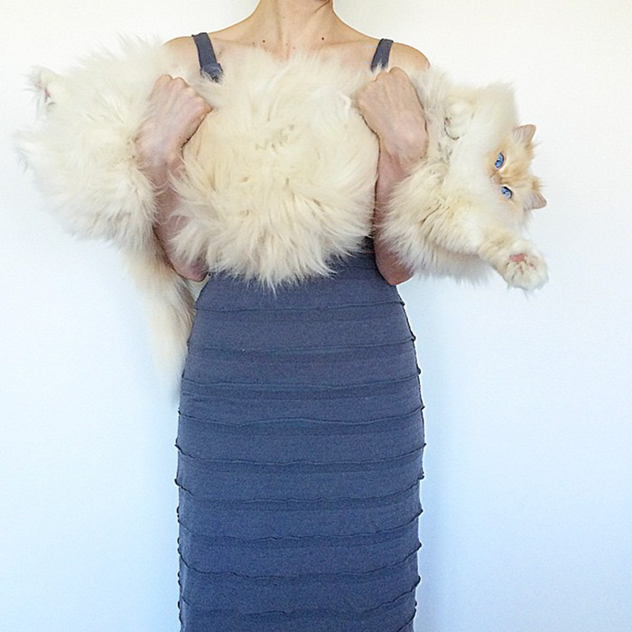 hairy-fluffy-cat-sky-the-ragdoll-45 hairy-fluffy-cat-sky-the-ragdoll-45