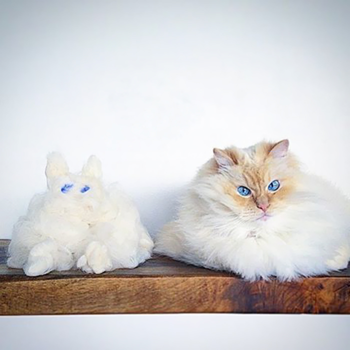 hairy-fluffy-cat-sky-the-ragdoll-56 hairy-fluffy-cat-sky-the-ragdoll-56
