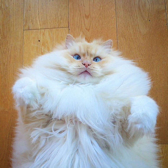 hairy-fluffy-cat-sky-the-ragdoll-6 hairy-fluffy-cat-sky-the-ragdoll-6