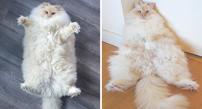 This Cat’s Majestic Fluff Makes It Look Like A Cloud