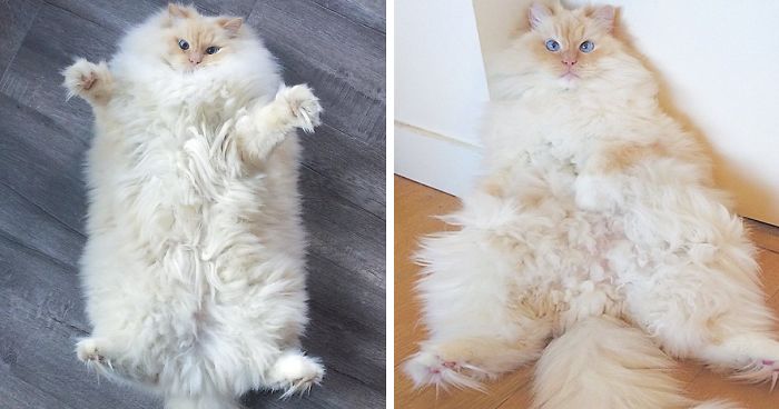 This Cat’s Majestic Fluff Makes It Look Like A Cloud