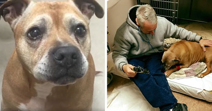 Homeless Man Can’t Afford His Senior Dog’s Life-Saving Treatment, So This Stranger Covers It In Full